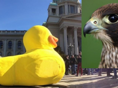 Beogradski Sokolovi protiv „patkice“