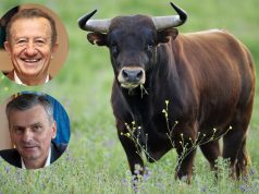 Stamatović poklonio bika Žiki Šarenici da bi gostovao u ŠARENICI!