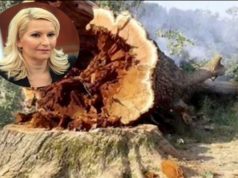STARI HRAST se javlja Zorani Mihajlović u snovima, progoni je i traži njenu ostavku!