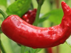 Duplo skočila cena PAPRIKA i PIHTIJA zbog najave izvoza u KINU!