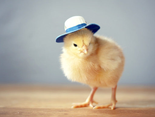 PILEĆE BESNILO nova pošast!!! SVO (Svetska veterinarska organizacija) izdala je saopštenje za novi zakon po kome će svi pilićari moći da koriste kokain