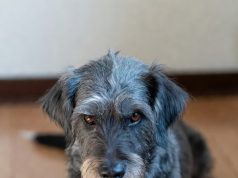 Beograđanin izbacio kera iz stana: Bio je nezahvalno pseto!