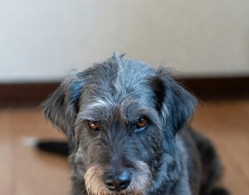 Beograđanin izbacio kera iz stana: Bio je nezahvalno pseto!