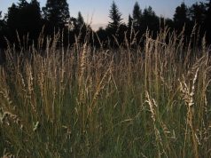 STRAVIČNI DETALJI BRUTALNOG UBISTVA: Odsekli joj glavu i noge, rasporili utrobu i pekli na ražnju!
